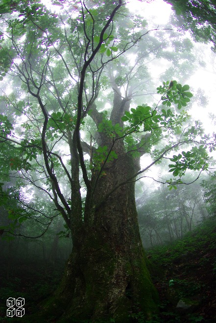 01.朝霧の巨木.jpg