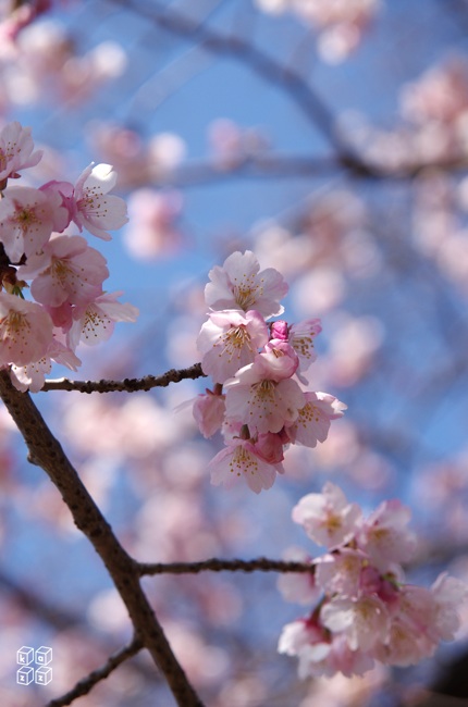 01.桜.jpg