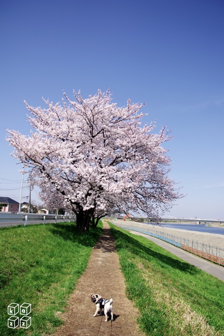 02.多摩川の桜.jpg
