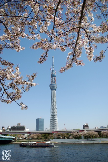 03.桜とスカイツリー.jpg