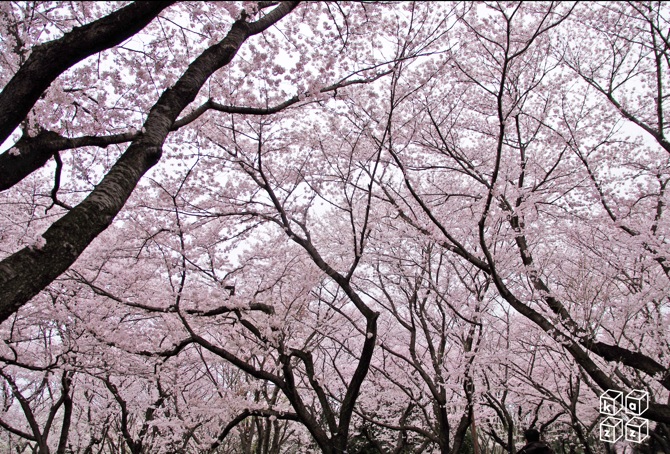 03.桜！.jpg