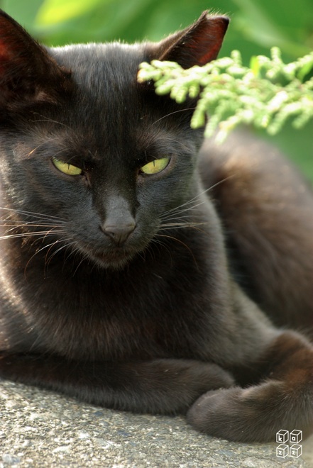 07.黒猫.jpg