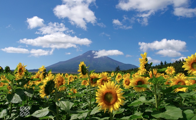 08.富士山とひまわり.jpg
