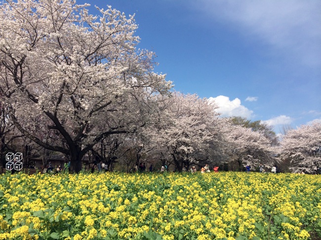 09.桜＆菜の花.jpg