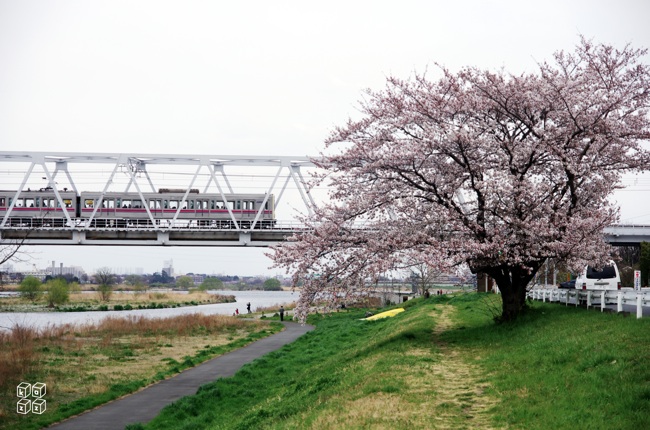 11.桜と京王線.jpg