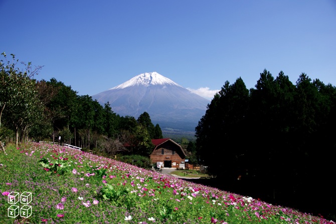 24.富士山とコスモス1.jpg