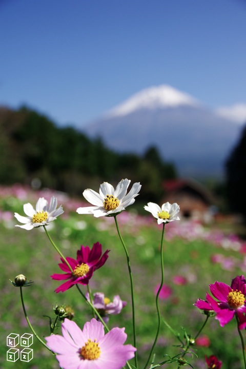 25.富士山とコスモス4.jpg