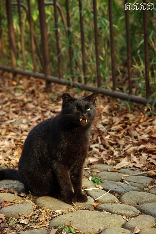 黒猫2.jpg
